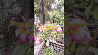 Red white shade adenium bloom  Baghwani real terrace garden Baghwani695 [upl. by Safier]