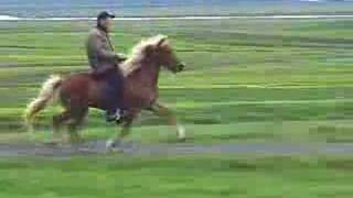 Super Tölt on an Icelandic Horse [upl. by Ralli]