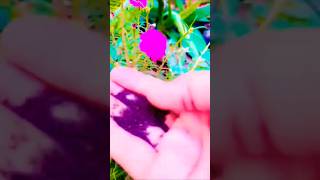 Just half a spoon of fertilizer works wonders  T fertilizer for portulaca plant Moss r oclock🌺🌼🌹 [upl. by Sera]