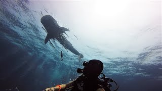 Scuba diving video in Redang Island Malaysia [upl. by Friedlander712]