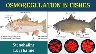 Osmoregulation in Pisces  Euryhaline and Stenohaline  Osmoregulator  Osmoconfermers  Euryhaline [upl. by Artined633]