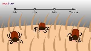 ¡Bravecto contra las garrapatas [upl. by Yrneh]