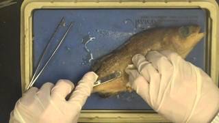 Fish Dissection [upl. by Endys]