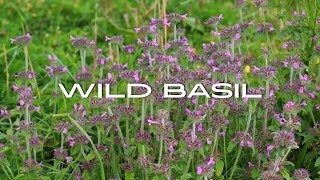 Wild Basil [upl. by Itisahc]