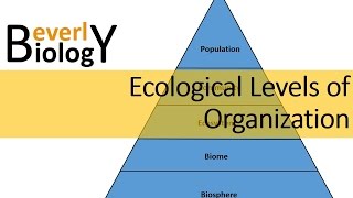 Ecological Levels of Organization [upl. by Julide277]