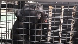 Rescued Lab Chimps Hug and Smile as They Venture Outside for the First Time [upl. by Thomasin243]