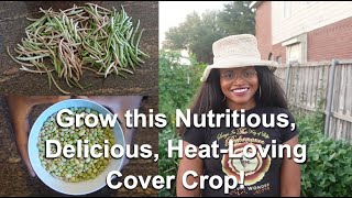 Growing Field PeasCow Peas from Planting to Harvest [upl. by Jackson465]