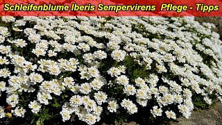 Iberis Sempervirens Schleifenblume Pflege  Tipps  Standort gießen düngen schneiden vermehren [upl. by Yob]