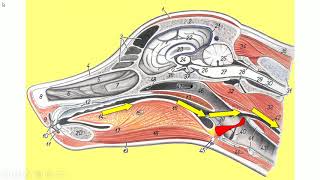 Anatomia veterinária  Aparelho respiratório  parte 2 [upl. by Eneirda]