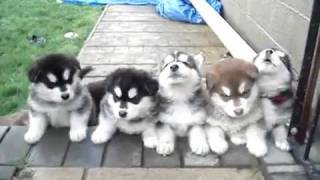 husky puppies howling [upl. by Ahsiakal199]