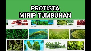 Protista  Mirip Tumbuhan AlgaganggangFitoplankton  Biologi Kelas X [upl. by Eugilegna]