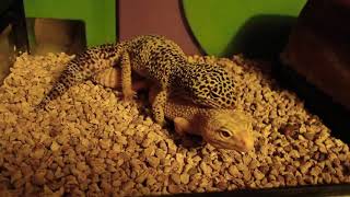 Leopard Gecko Mating Lizard Mating Animal Mating [upl. by Odrarej86]