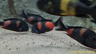 Tropheus sp Black bulu point  Toms aquatic channel [upl. by Radloff]