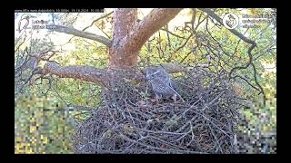 Goshawks RigaBKUS ☆ Besuche 19 Oktober [upl. by Lleral787]