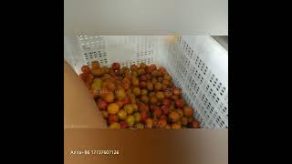 Industrial Fruits Seed Removal Machine Cherry Kernel Meat Separating Small Cherries Pitting Machine [upl. by Fesuy]