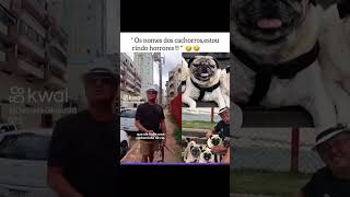 Os nomes deles  memes pug [upl. by Lorilyn370]