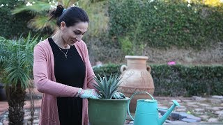 Ինչպես Տնկել Արքայախնձորը  How to Plant a Pineapple Top  Mayrik by Heghineh [upl. by Madriene693]