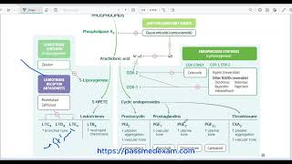 arachidonic acid pathway [upl. by Pamelina]