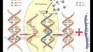 Geheimnisvolle Evolution Teil II  Neodarwinismus [upl. by Em]