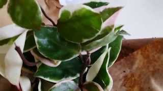 Unboxing My First Hoya My Orchid Companion Plant [upl. by Alodi]