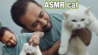 ASMR Cat Head Massages ASMR Cat 😺 [upl. by Sosna]