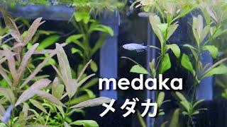 【Aq】 Medaka  Oryzias latipes   메다카  メダカ BMPCC [upl. by Eli767]