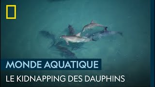 Quand les dauphins kidnappent les femelles avant saccoupler [upl. by Adnawak]