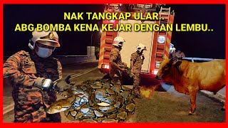 PERGI KES ULAR TAPI ABANG BOMBA KENA KEJAR DENGAN LEMBU  YoepBombaLaut [upl. by Sillek110]