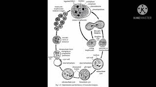 Entamoeba histolytica life cycle [upl. by Solegna]