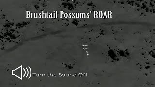 Possums roar  Brushtail Possum sounds [upl. by Niklaus]