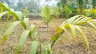 betel nut plantation [upl. by Ferrell]