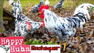 Exchequer Leghorn im Rasseportrait bei HAPPY HUHN E43  Gescheckte Leghorn Hühner Zucht  Geschichte [upl. by Ais]