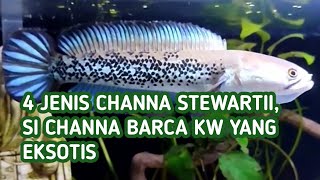 4 Jenis Ikan Channa Stewartii Karbianglong Arunachal Himalaya Kalikhola Si Barca KW yg Eksotis [upl. by Grace]