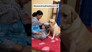 Khubsurat 😍  labra rubi  youtubeshorts shorts labrador dog cute viralsongs trending [upl. by Anaeirb]