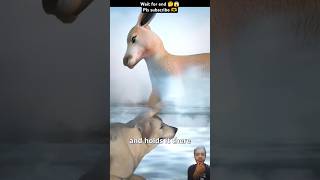 How Kangaroos Drown Dogs 😱 shortvideo animals kangaroo wildlife ai short zackdfilms [upl. by Naerda]