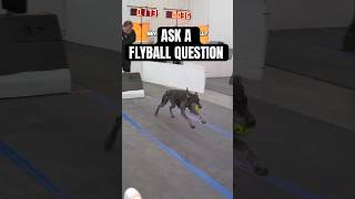 Ask your flyball questions [upl. by Victory]