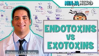 Endotoxins vs Exotoxins [upl. by Natie113]