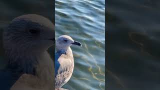 napoli mergellina gabbiano mare seagulls marinelife sea wavesounds seasound sun magic [upl. by Kelvin]