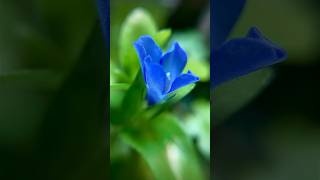 Bacopa Caroliniana blooming timelapse [upl. by Broderic]