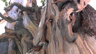 Bristlecone Pine Tree Ranger Minute [upl. by Ybroc]