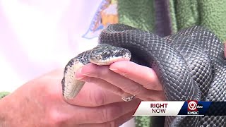 2headed snake captivating visitors at Burr Oak Woods Nature Center [upl. by Ayiram]