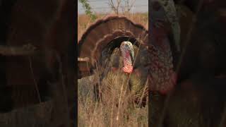 Up Close amp Personal Spring Gobbler at 10 yards turkeyhunting hunting [upl. by Airet]