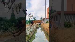 A dog hero saves a drowning man [upl. by Dola]