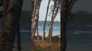 Pemba Island Beaches Forests amp Hauntings [upl. by Entruoc141]