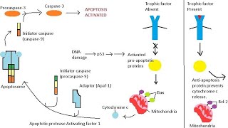 Apoptosis l Intrinsic pathway [upl. by Idmann965]