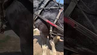 Tally Ho Shires Training  Harness fitting 912024 [upl. by Anilorac]