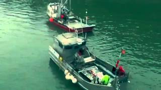 Herring fishing in the SF bay [upl. by Naenej]