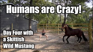 Humans are Crazy  Day Four with a Skittish Wild Mustang [upl. by Daron440]