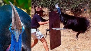 Insane Cassowary Attack cassowary [upl. by Leur301]