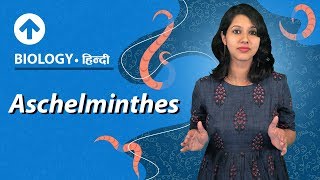 Aschelminthes  Hindi  Diversity In Living Organisms  Biology Class 9 [upl. by Adiam]